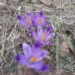 Leśny Zakątek-domek Na Przełęczy Knurowskiej * Ochotnica Górna